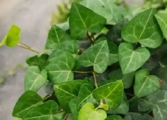 叶子发黄|常青藤叶子发黄怎么办