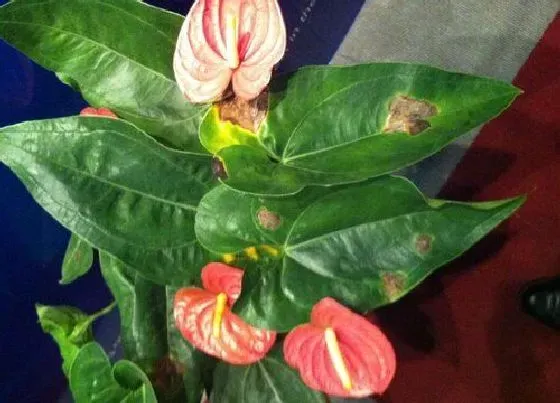 叶子发黄|花烛叶子发黄怎么办