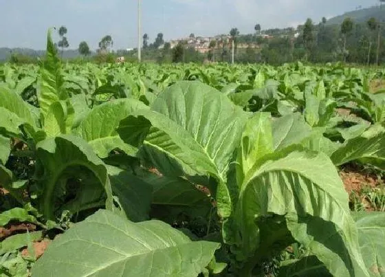 种植管理|烤烟打顶时间及方法步骤