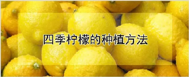 四季柠檬的种植方法 | 农业科普