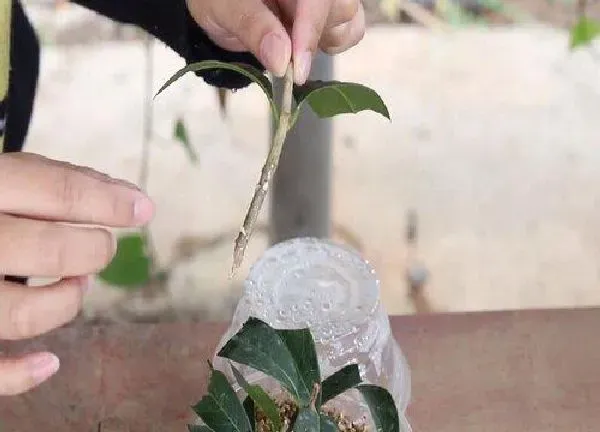 植物扦插|桂花树枝插土里能活吗 枝条怎样才能插活