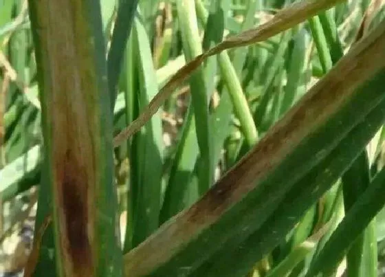 植物病害|大葱炭疽病发病原因 用药治疗方法