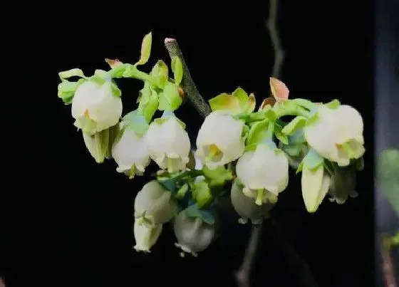 开花时间|蓝莓树什么时候开花 花期是什么时候