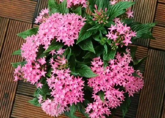 冬天植物|五星花耐寒吗 冬天怎么养可以过冬