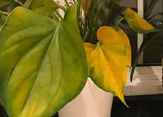 叶子发黄|花烛叶子发黄怎么办