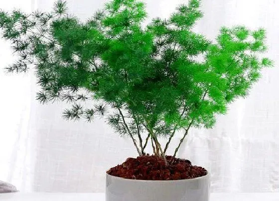 植物种类|松树是草本植物吗