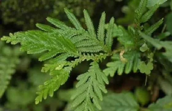 植物百科|卷柏是什么植物类别 属于什么科植物