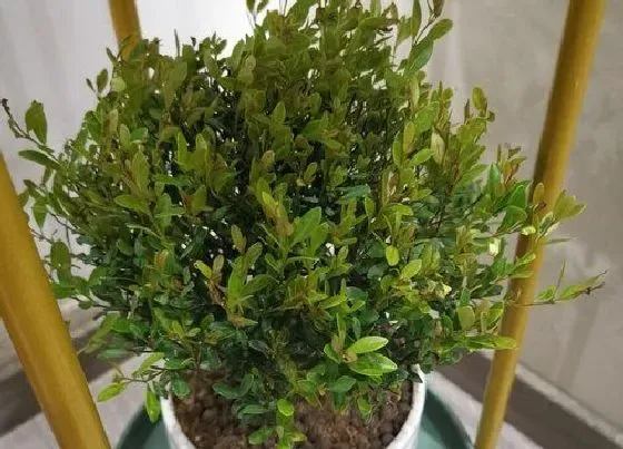 植物修剪|赤楠怎么修剪方法