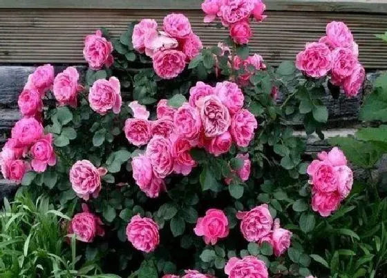 植物种类|粉色达芬奇月季是藤本还是灌木