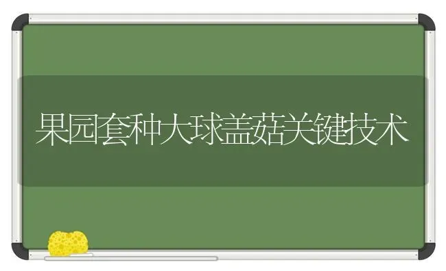 果园套种大球盖菇关键技术 | 瓜果种植