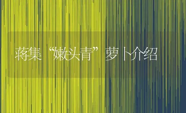 蒋集“嫩头青”萝卜介绍 | 蔬菜种植