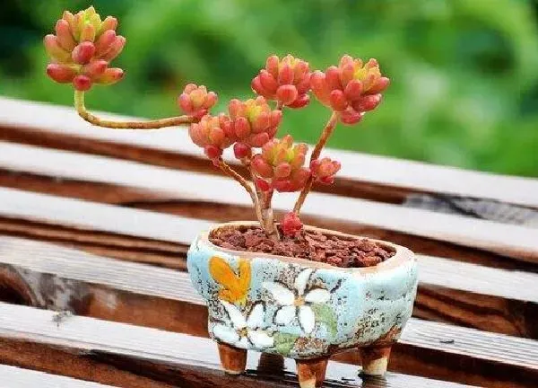 植物生根|虹之玉扦插多久生根发芽 在几月份扦插最好