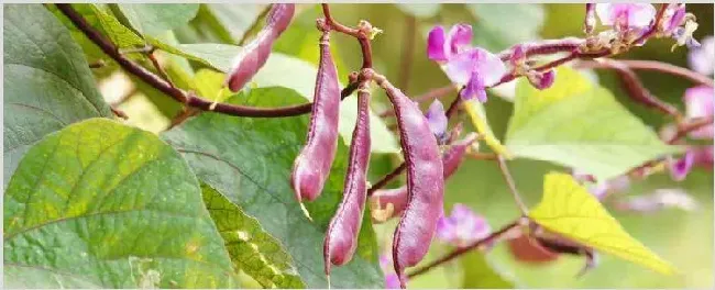 秋眉豆的种植方法和时间 | 种植资料