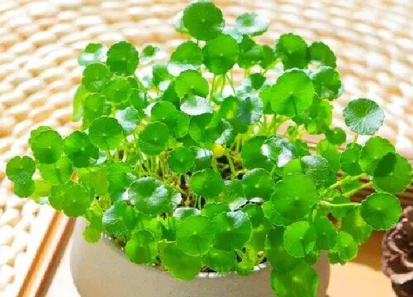 养殖科普|金钱草开花后怎么处理