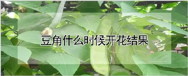 豆角什么时候开花结果 | 养殖技术