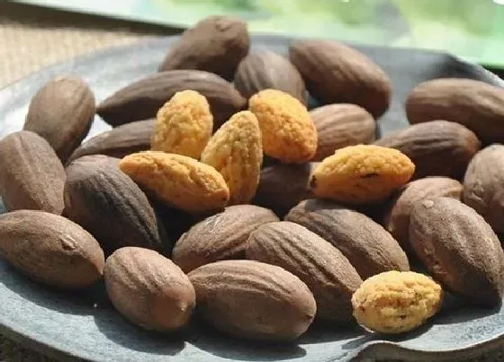 功效常识|榧子的功效与作用