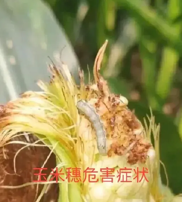 植物虫害|玉米钻心虫什么时候防治最佳（钻心虫什么时间防治好）