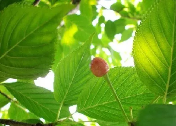 果实科普|樱花什么时候开花结果