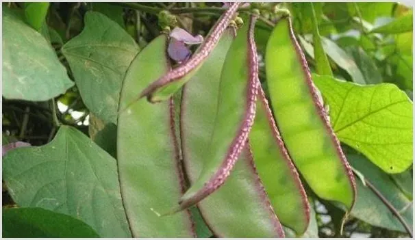 扁豆软腐病防治技巧分享 | 种植施肥