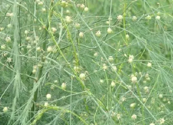 植物排行|根茎类植物有哪些