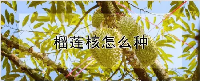 榴莲核怎么种 | 农业科普