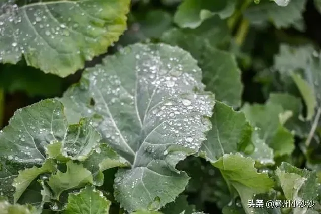 种植管理|油菜籽什么时候种植时间和方法，油菜籽几月份种合适）