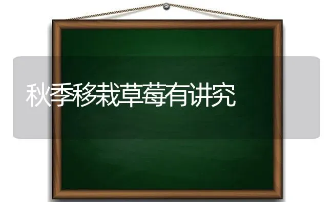 秋季移栽草莓有讲究 | 瓜果种植