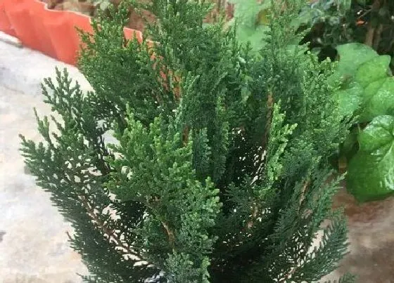 植物种类|侧柏是常绿植物吗