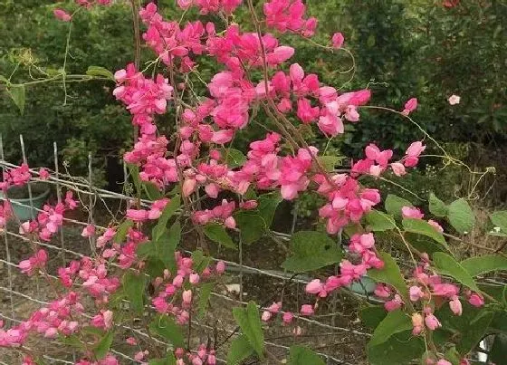 植物百科|紫色藤蔓花卉有哪些