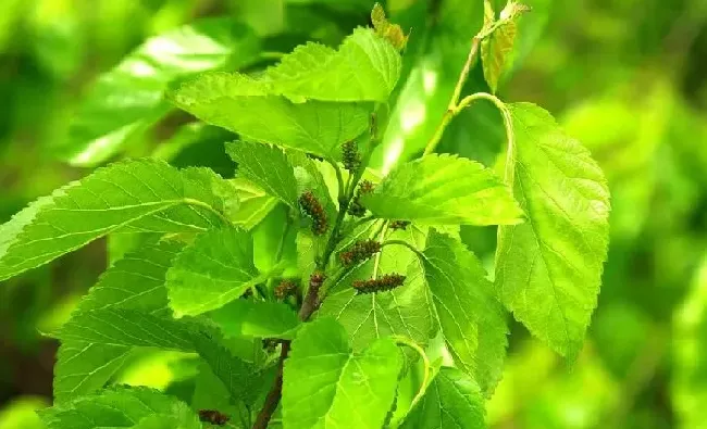 植物泡水|新鲜桑叶可以泡水喝吗