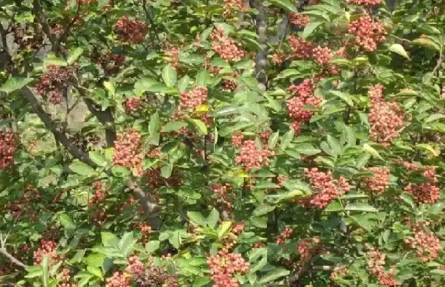植物虫害|花椒树蚜虫很顽固用什么药能彻底清除（杀死蚜虫最好办法）