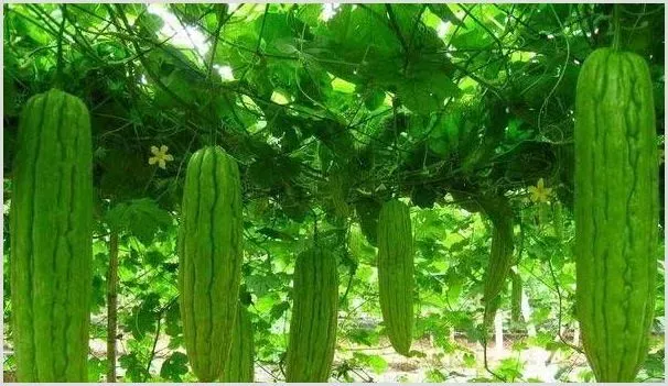 苦瓜花期如何管理 | 种植资料