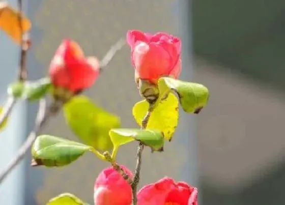 掉叶子|茶花黄叶掉叶怎么回事 叶子发黄掉叶子是什么原因