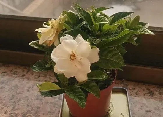 叶子干枯|栀子花叶子干枯怎么办
