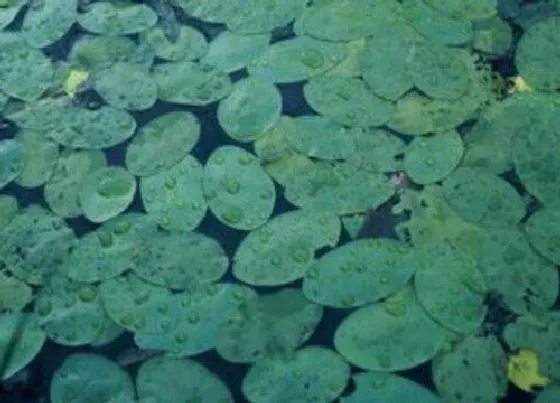 植物排行|大圆叶植物有哪些