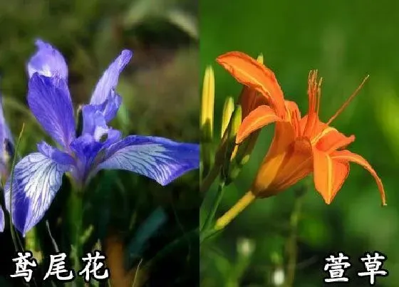 植物种类|鸢尾花和萱草是一种花吗