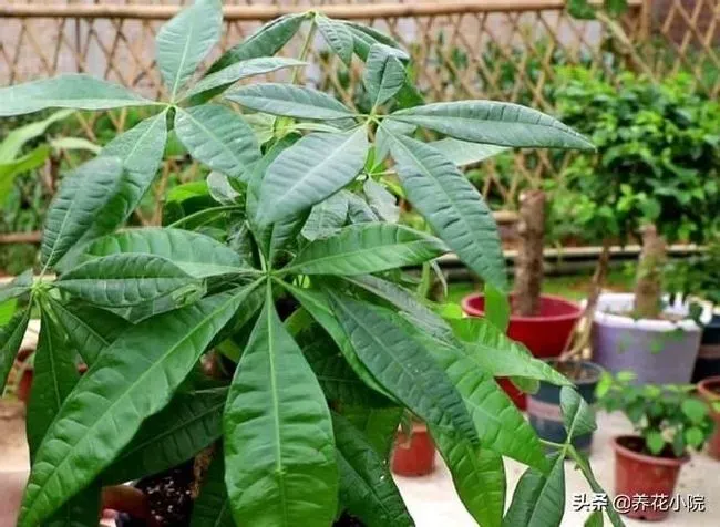 植物施肥|发财树夏季要施肥吗，发财树夏天多久施一次肥合适）