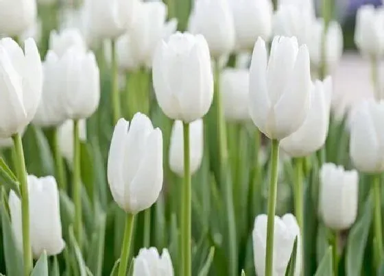 花卉百科|代表神圣的花（象征高贵圣洁的花有哪些）