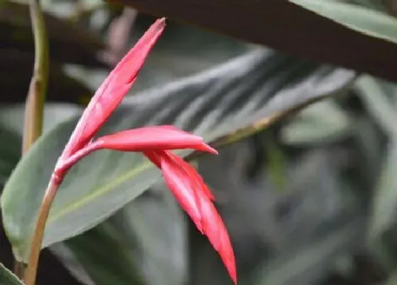 植物毒性|紫背元宝花有毒吗 可以放在室内养吗