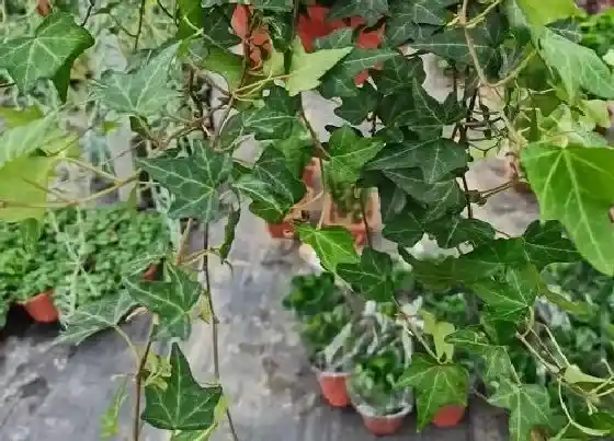 叶子发黄|常青藤叶子发黄怎么办