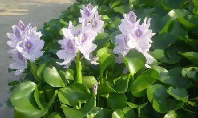 植物百科|水葫芦是什么样子的植物（植物类群水葫芦的作用）