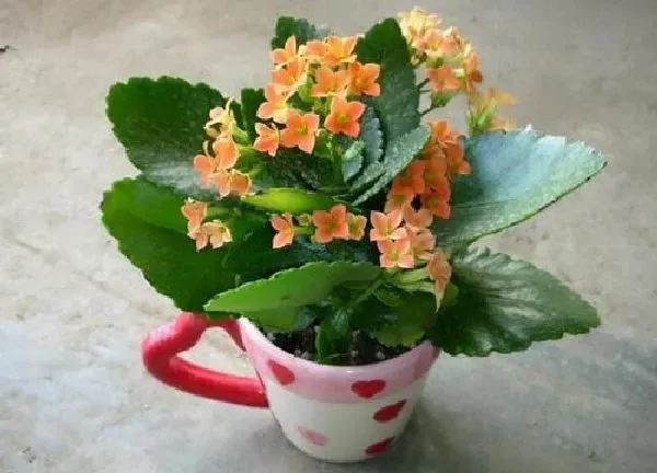 养殖方法|长寿花的茎杆太长了怎么办（花茎长得太高不长叶子原因）