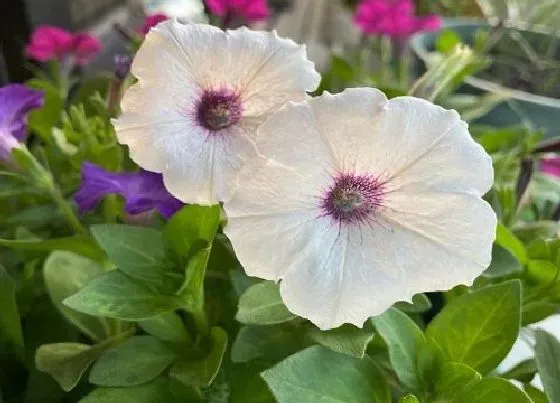 植物百科|耐旱耐热的花卉有哪些