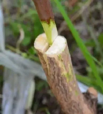 植物嫁接|嫁接要注意什么才能保证成活率，嫁接关键措施及注意事项）