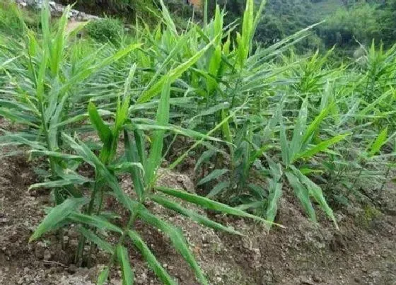 植物施肥|种生姜施什么肥料最好，种姜用什么有机肥做底肥最好）