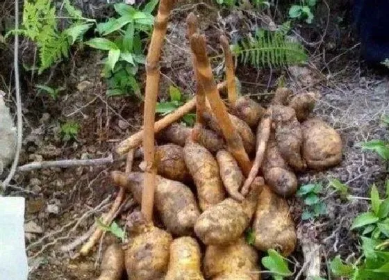 植物百科|天麻长在什么地方