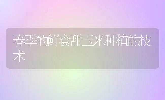 春季的鲜食甜玉米种植的技术 | 植物种植百科