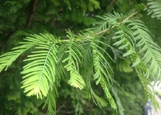 植物百科|水杉属于什么植物类型