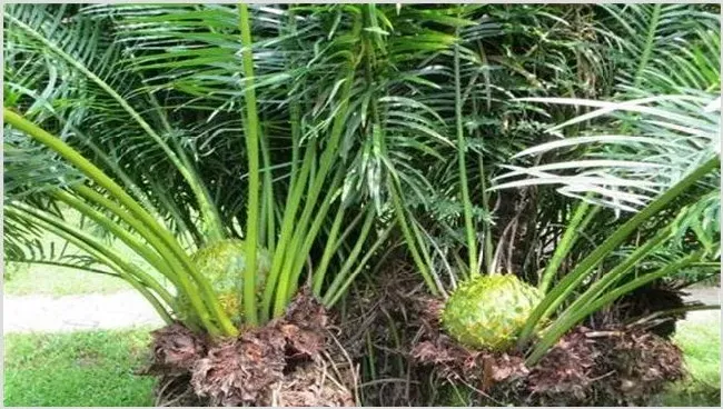 铁树怎么养及注意事项 | 农业技术