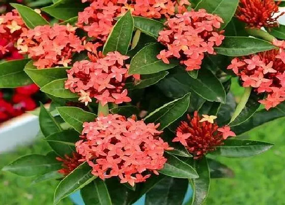 风水百科|龙船花的风水禁忌 家里龙船花的摆放禁忌